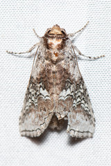 Sericochroa luculenta