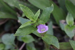 Limnophila aromatica