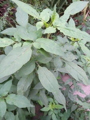 Sambucus sibirica
