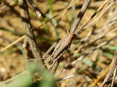 Abracris dilecta