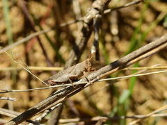 Abracris dilecta