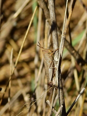 Abracris dilecta