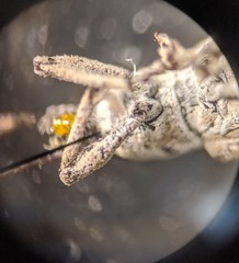 Cyphicerini