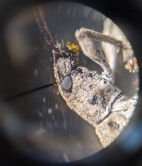Cyphicerini