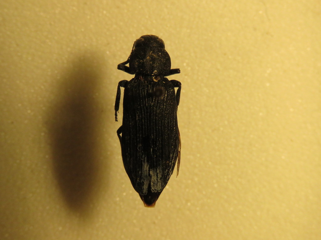 Burnsiellus trisulcatus