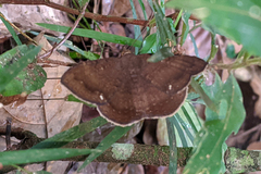 Hemeroblemma malitiosa