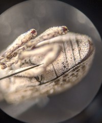 Cyphicerini