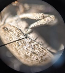 Cyphicerini