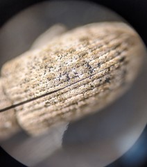 Cyphicerini