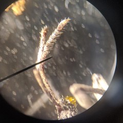 Cyphicerini