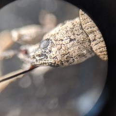 Cyphicerini