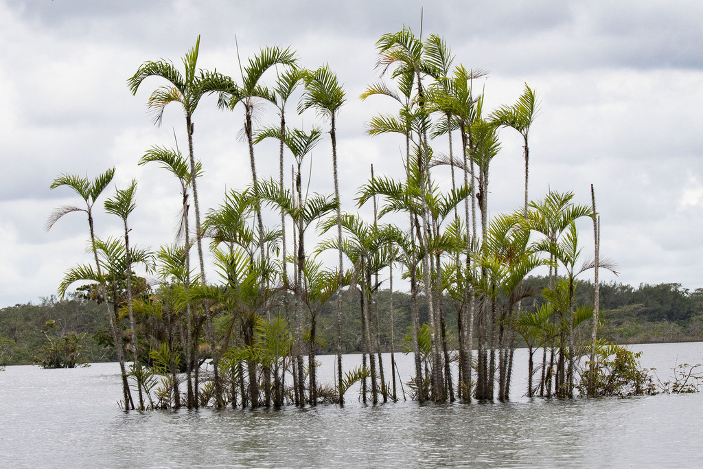 Bactris riparia