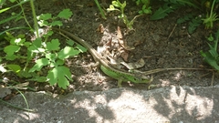 Lacerta agilis