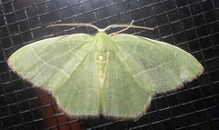 Nemoria rubrifrontaria