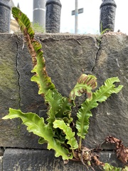 Asplenium scolopendrium scolopendrium