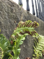 Asplenium scolopendrium scolopendrium