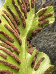 Asplenium scolopendrium scolopendrium
