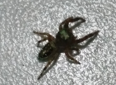 Parnaenus