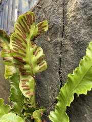 Asplenium scolopendrium scolopendrium