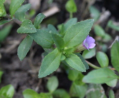 Limnophila aromatica