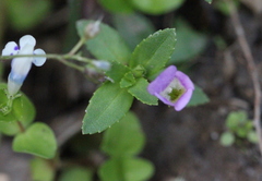 Limnophila aromatica
