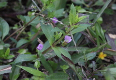 Limnophila aromatica