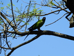 Aratinga nenday