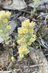 Pterochaeta paniculata