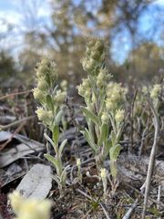 Pterochaeta paniculata