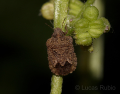 Neoleprosoma argentinensis