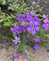 Jamesbrittenia microphylla