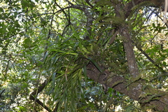 Prosthechea squalida