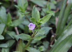Limnophila aromatica