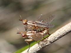 Dichetophora biroi