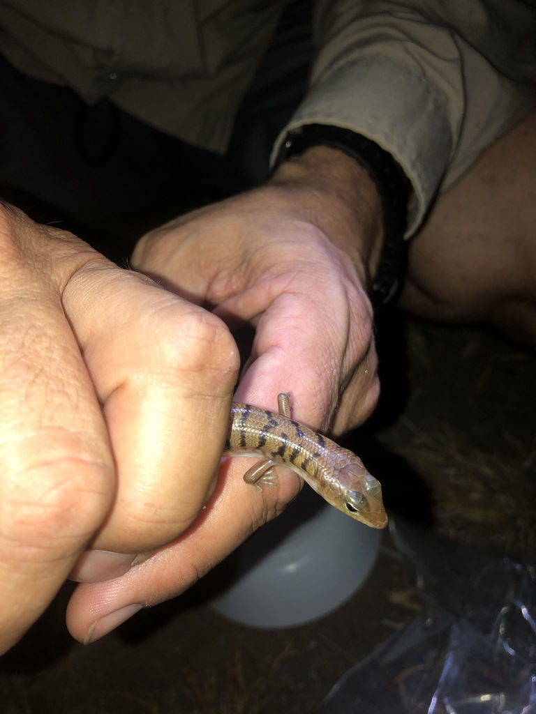 Narrow-Banded Sand-Swimmer