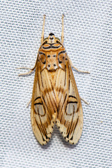 Symphlebia abdominalis