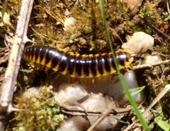 Apheloriini