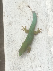 Phelsuma dubia