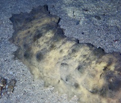Stichopus horrens
