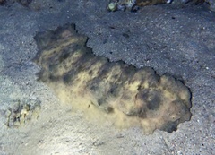 Stichopus horrens