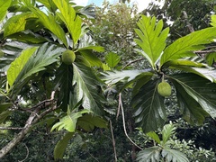 Artocarpus camansi