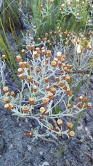 Helichrysum cochleariforme