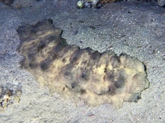 Stichopus horrens
