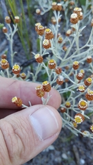 Helichrysum cochleariforme
