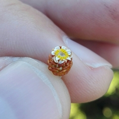 Helichrysum cochleariforme