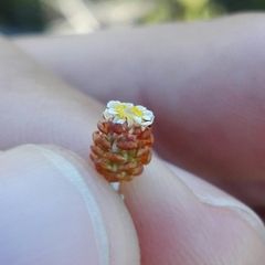 Helichrysum cochleariforme