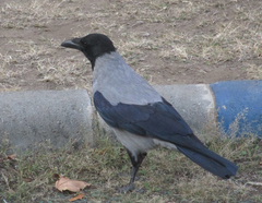 Corvus cornix