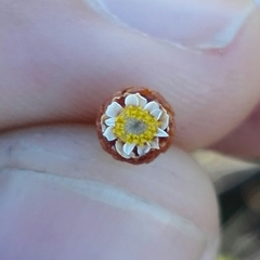 Helichrysum cochleariforme