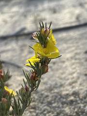 Hibbertia hibbertioides
