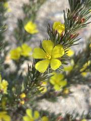 Hibbertia hibbertioides